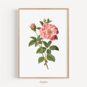 Vintage Botanical Illustration• Antique Flower Art Print • Instant Digital Download • Neutral Floral Wall Art • Botanical Printable Decor