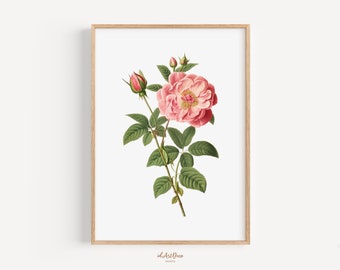Vintage botanische Illustration, antike Blumenkunstdruck, neutrales druckbares Blumendekor