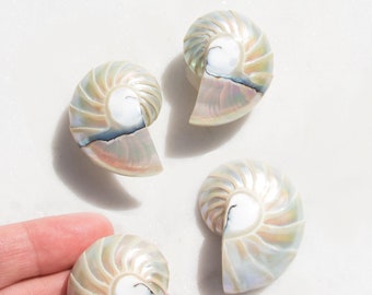 Handmade Rainbow Nautilus Shell Earrings,  Big Seashell Earrings, Beach Wedding Gift fort Her, Mermaidcore Jewelry for Women, Beach Jewelry
