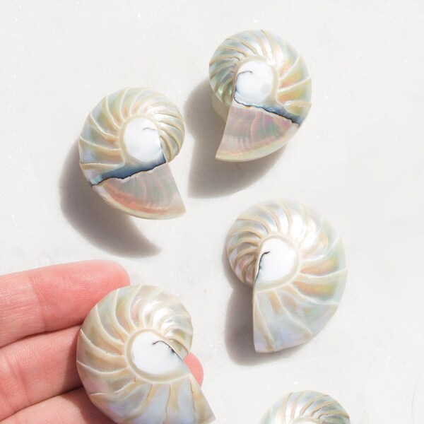 Pendientes de concha de Nautilus arco iris hechos a mano, pendientes de concha grande, regalo de boda en la playa para ella, joyería Mermaidcore para mujer, joyería de playa