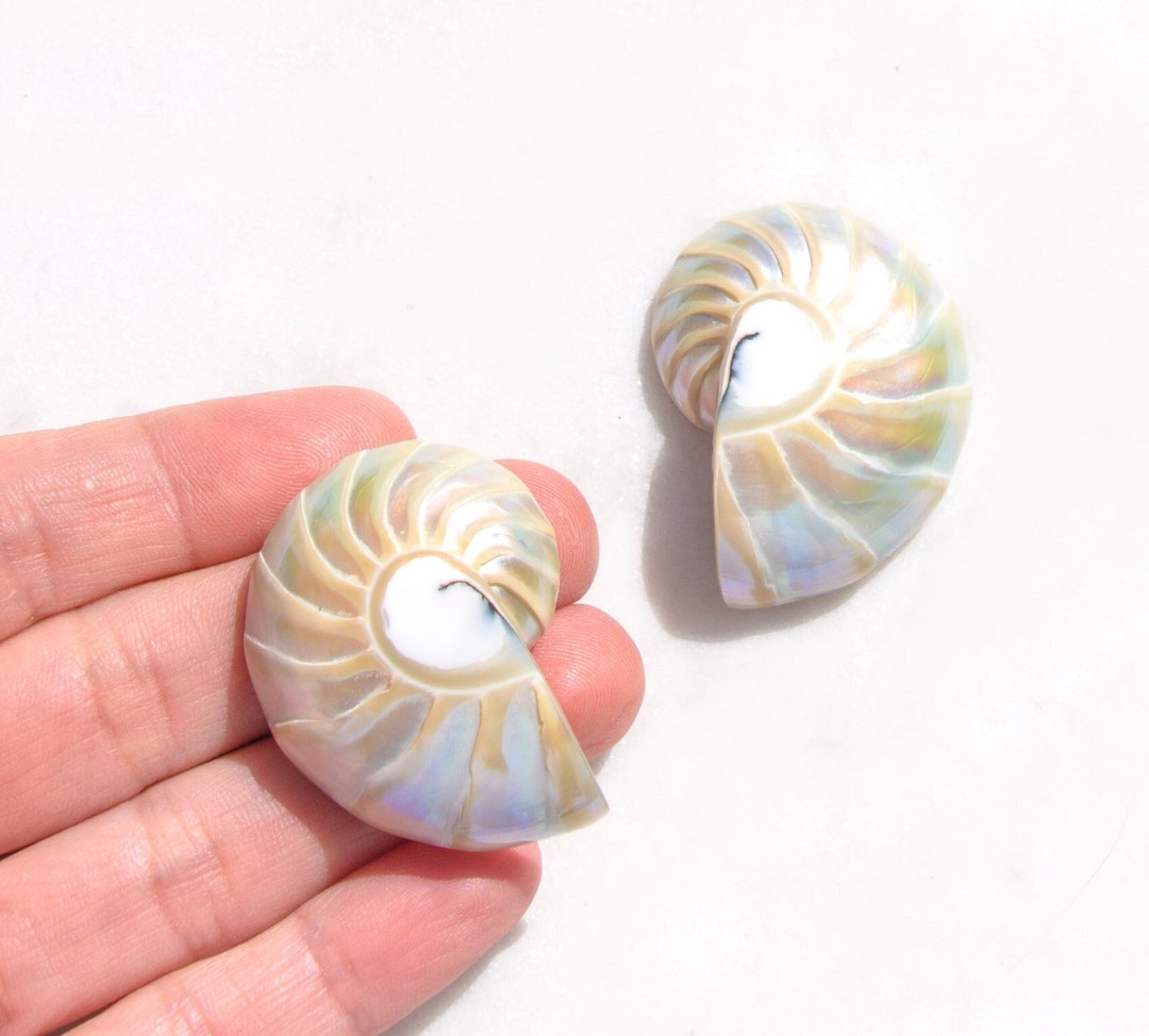 My Sister's Cottage | Waterproof | Nautilus Shell Earrings