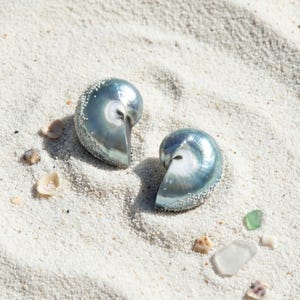 Small Blue Nautilus Shell Stud Earrings, Sterling Silver or Gold Vermeil