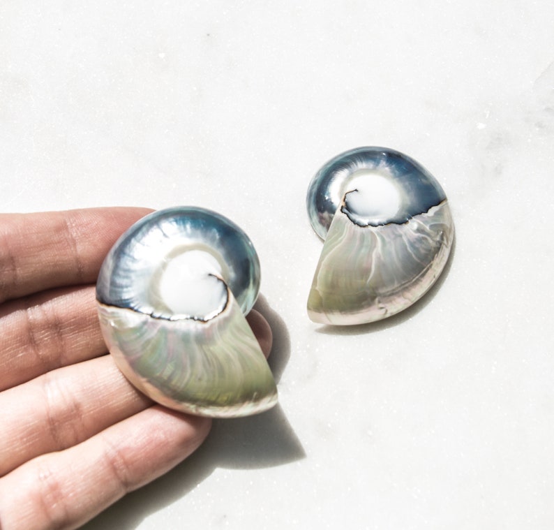 Handmade Nautilus Shell Earrings, Mermaidcore Jewelry for Women, Large Seashell Earrings, Tropical Vacation, Beach Jewelry Gift for Her Large Nautilus Shell
