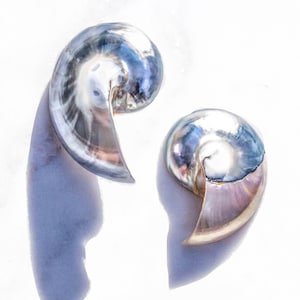 Handmade Nautilus Shell Earrings – Natural Ocean Jewelry, 925 Silver Minimalist Beach Wedding Earrings, Sustainable Gift for Women