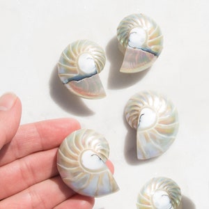 Handmade Nautilus Shell Earrings, Mermaidcore Jewelry for Women, Large Seashell Earrings, Tropical Vacation, Beach Jewelry Gift for Her Large Rainbow Shell