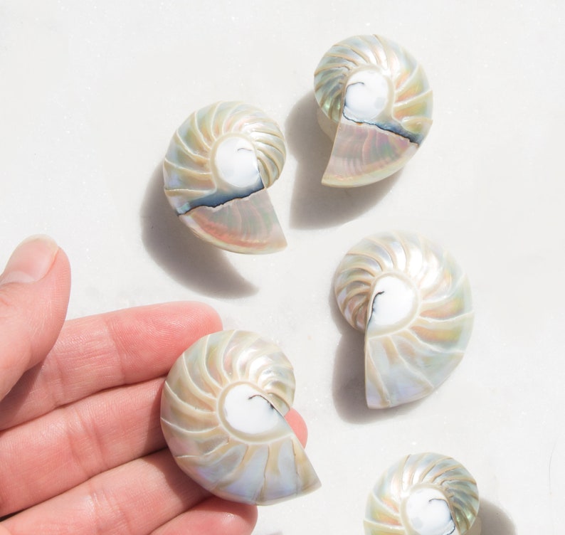 Handmade Nautilus Shell Earrings, Mermaidcore Jewelry for Women, Large Seashell Earrings, Tropical Vacation, Beach Jewelry Gift for Her Large Rainbow Shell