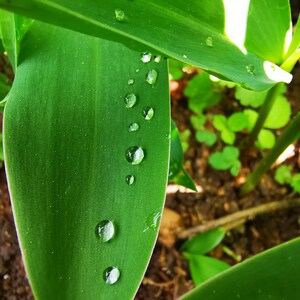 nature green leaf