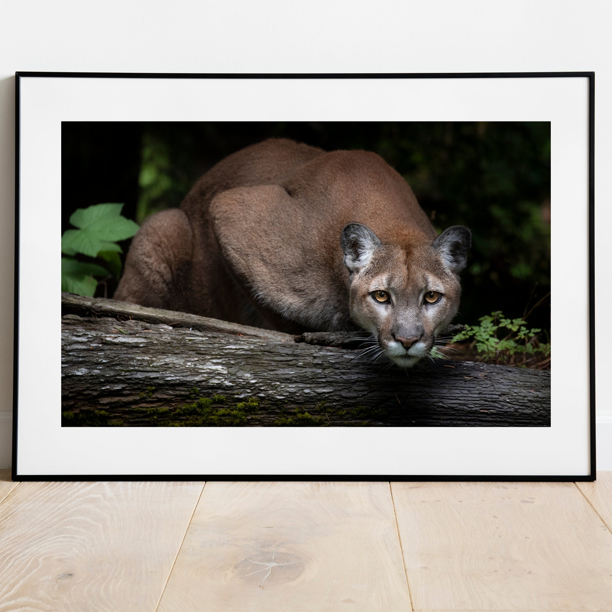 Cougar Photo Mountain Lion Print Mountain Lion Art - Etsy
