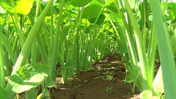 Bac Doc Live Bac Ha Doc Mung Taro Plants Edible Vietnamese Thai Elephant Ear (4 ...