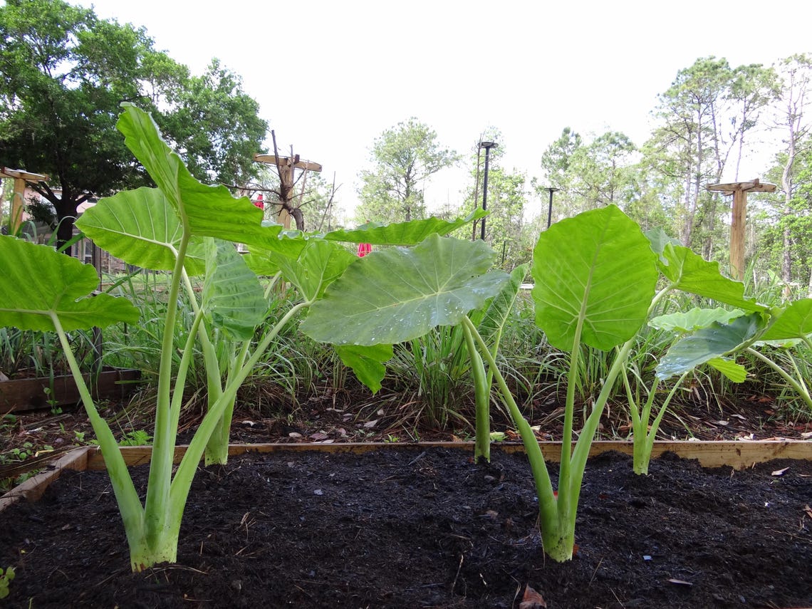 Bac Doc Live Bac Ha Doc Mung Taro Plants Edible Vietnamese Thai Elephant Ear (4 ...