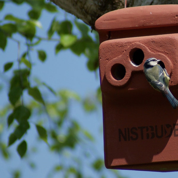 NISTBUDE nistkasten vogelkasten vogel vogelhaus nisthöhle nisthilfe handmade artenschutz holzbeton professionell vogelschutz garten wiese