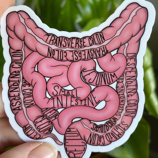 Anatomical Intestine waterproof vinyl sticker, water bottle sticker, laptop sticker, medical, nursing student, waterproof, vinyl sticker