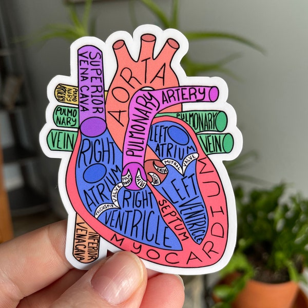 Anatomical heart waterproof sticker, vinyl sticker, water bottle sticker, laptop sticker, medical sticker, nurse sticker,