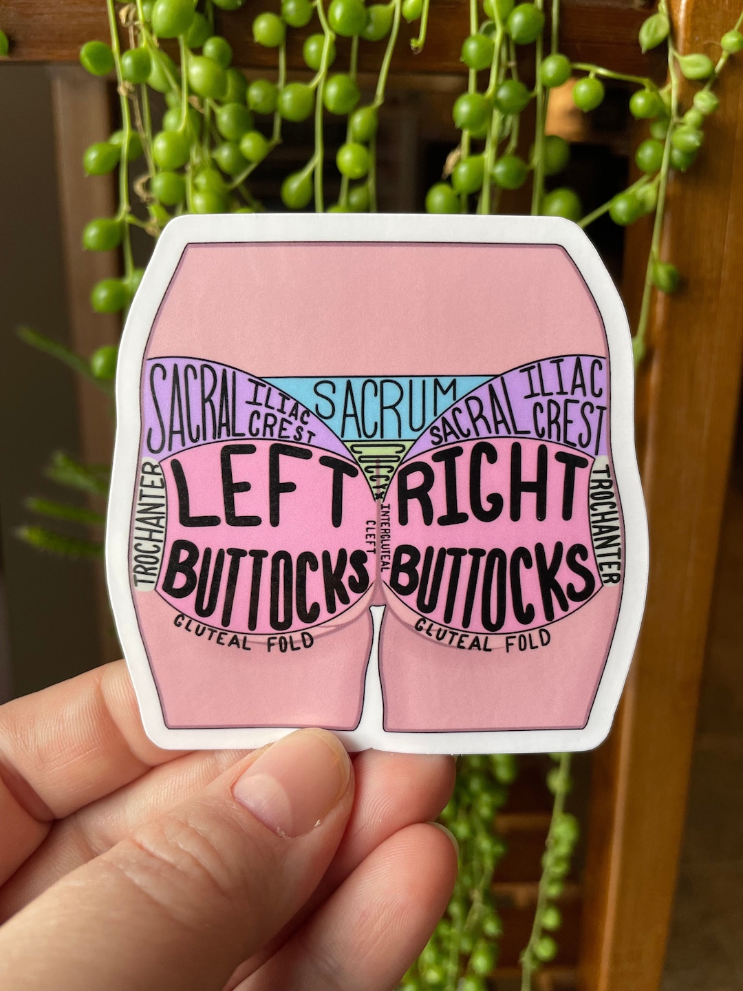 Anatomical Regions of the Buttocks Labeled for Wound Care Etsy
