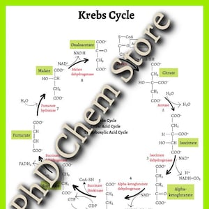 Krebs Cycle Notes