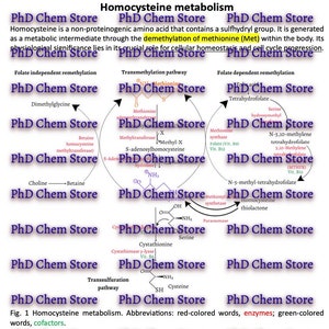 Biochemistry: Homocysteine Metabolism - Study Notes