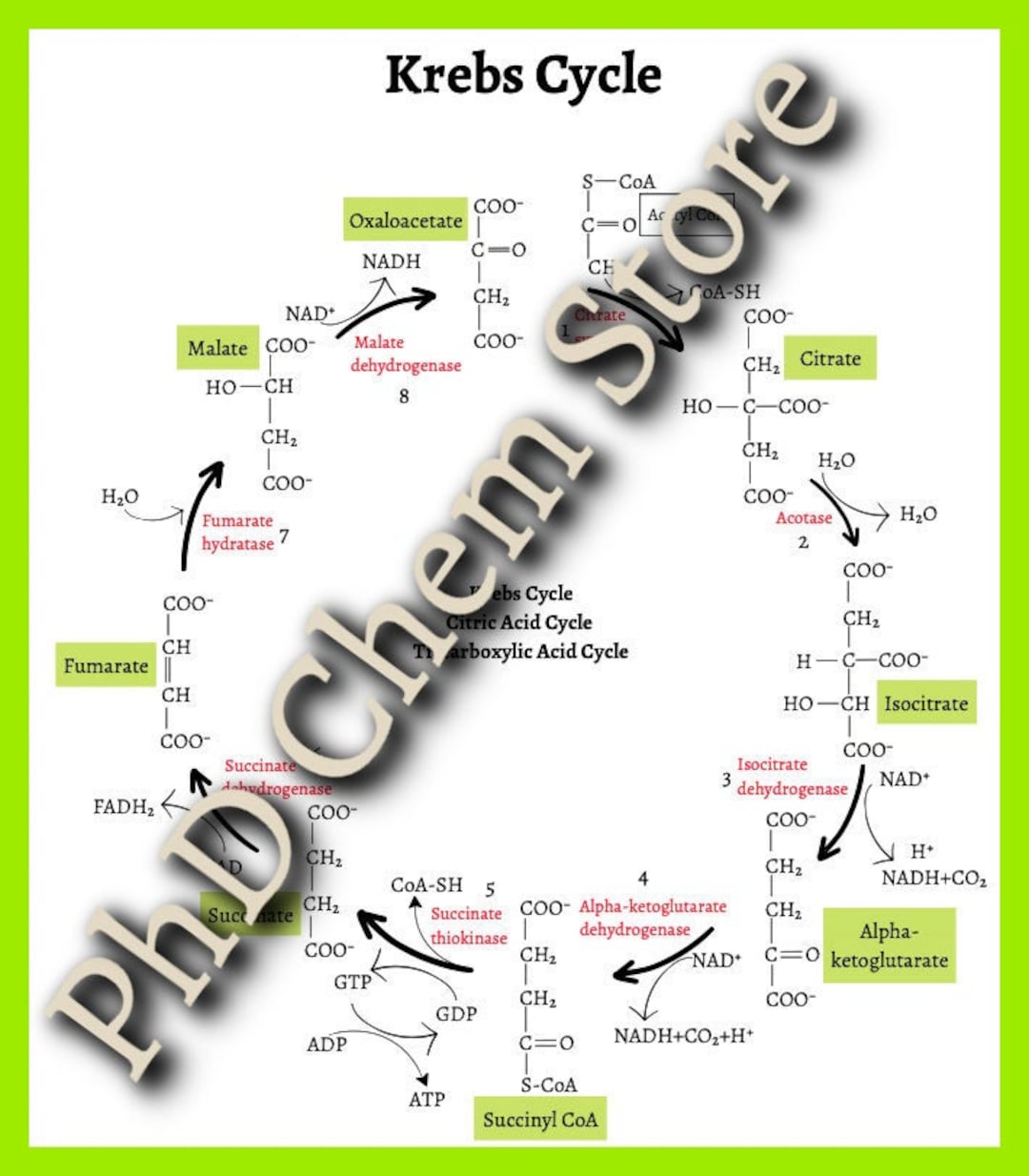 Krebs Cycle Notes Etsy