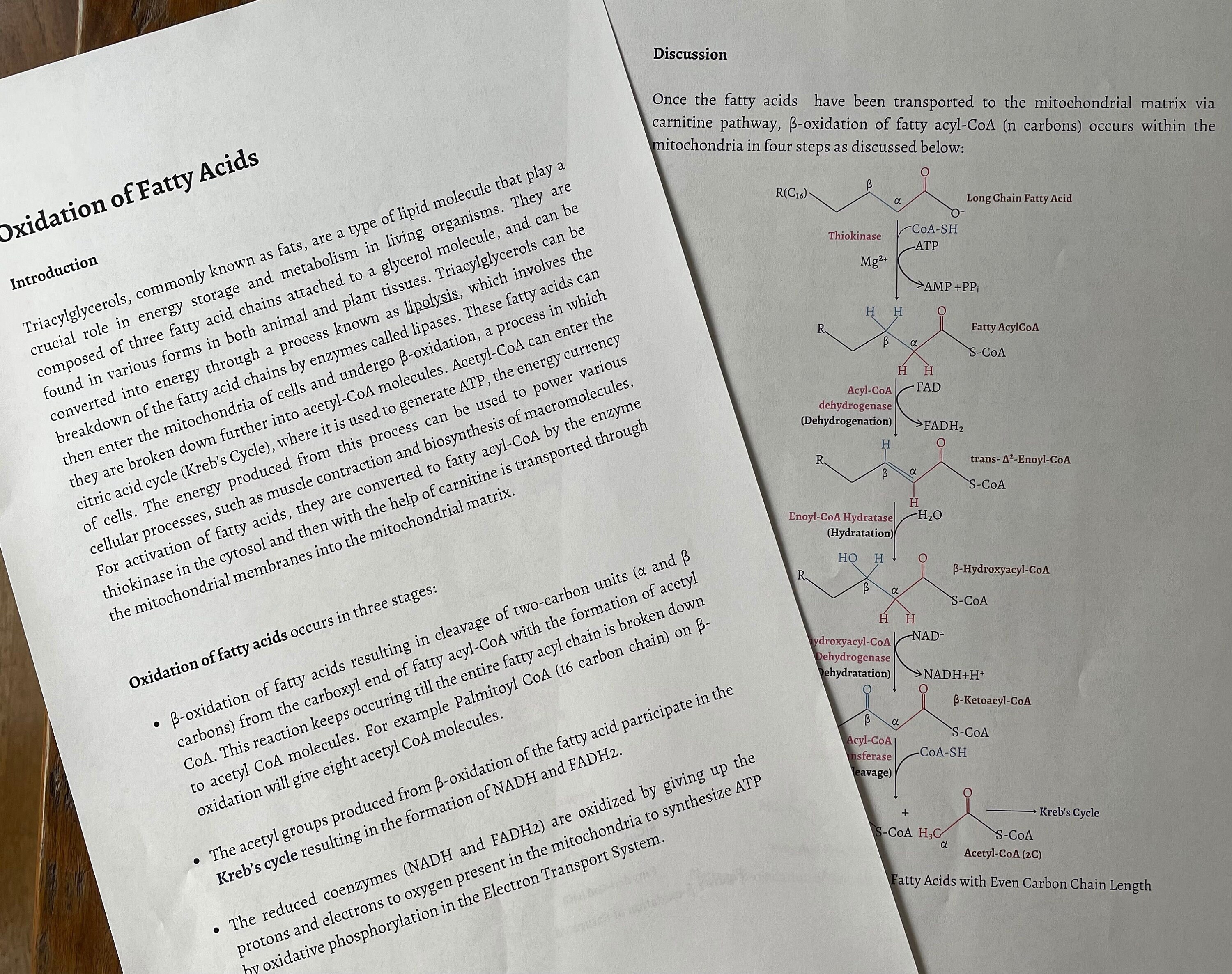 Comprehensive Notes on Fatty Acid Metabolism - Etsy