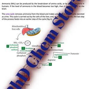 Comprehensive Urea Cycle Notes - Study Aid
