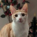 GattoRosso