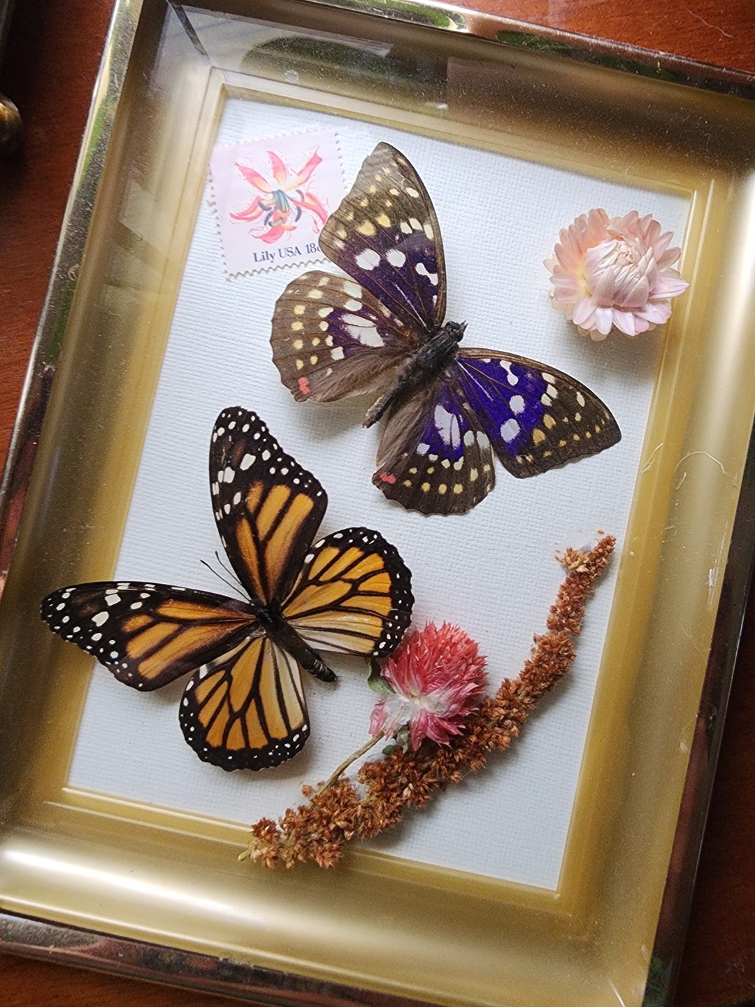 OAK- Butterfly Artwork in Vintage Frame - Etsy