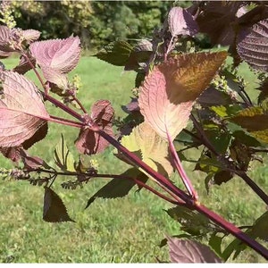 Bio-zweifarbige Shiso-Samen: Selbst angebaute Kräutersamen