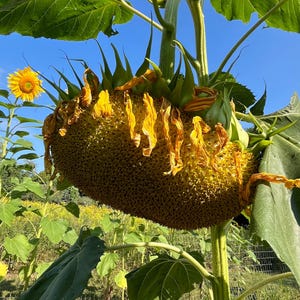 Sunflower Seeds/ Giant Sunflower Seeds/ Seeds/ Gardening