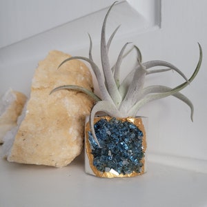 May include: A small air plant in a gold and blue crystal planter. The planter is made of a white material with a gold rim and is filled with blue crystals.