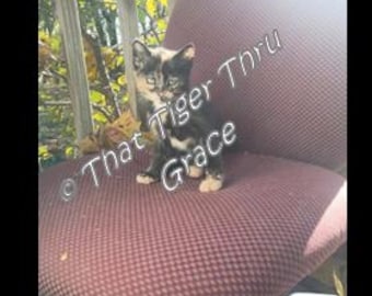 Hope Ann Cat & The Coral Pride