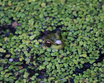 A frog's camouflage