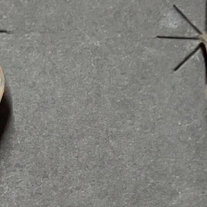 Puede incluir: Un par de pendientes plateados con diseños geométricos incrustados. Los pendientes tienen una forma curva con secciones de piedras turquesas, negras, blancas y naranjas. Los pendientes se exhiben sobre una superficie gris.