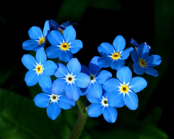 Forget-me-not, Annual, Blue, Flowering