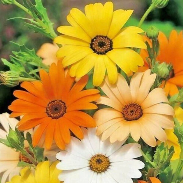 African Daisy Mixed Variety -- grows to 12 inches -- shades of yellow, orange, apricot and white  NON GMO
