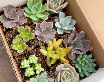 12 two (2) inch succulent variety mix gift beginner garden gift for her gift for mom