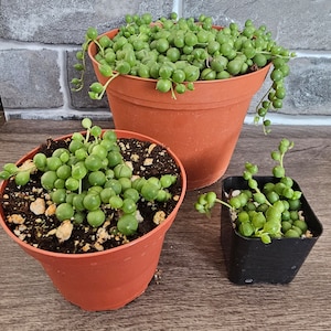 String of Pearls - Senecio Rowleyanus - Live succulent plant - Indoor plant, outdoor, garden starter, appreciation, unique hanging plant