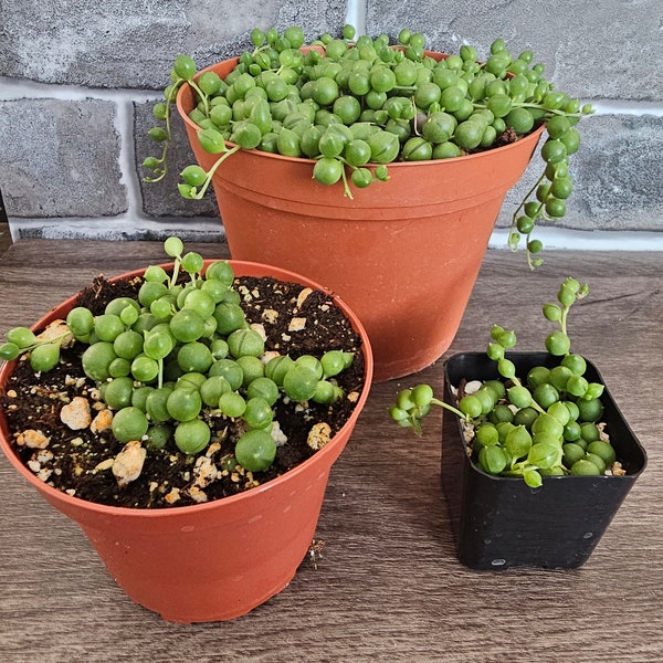 String of Pearls - Senecio Rowleyanus - Live succulent plant - Indoor plant, outdoor, garden starter, appreciation, unique hanging plant