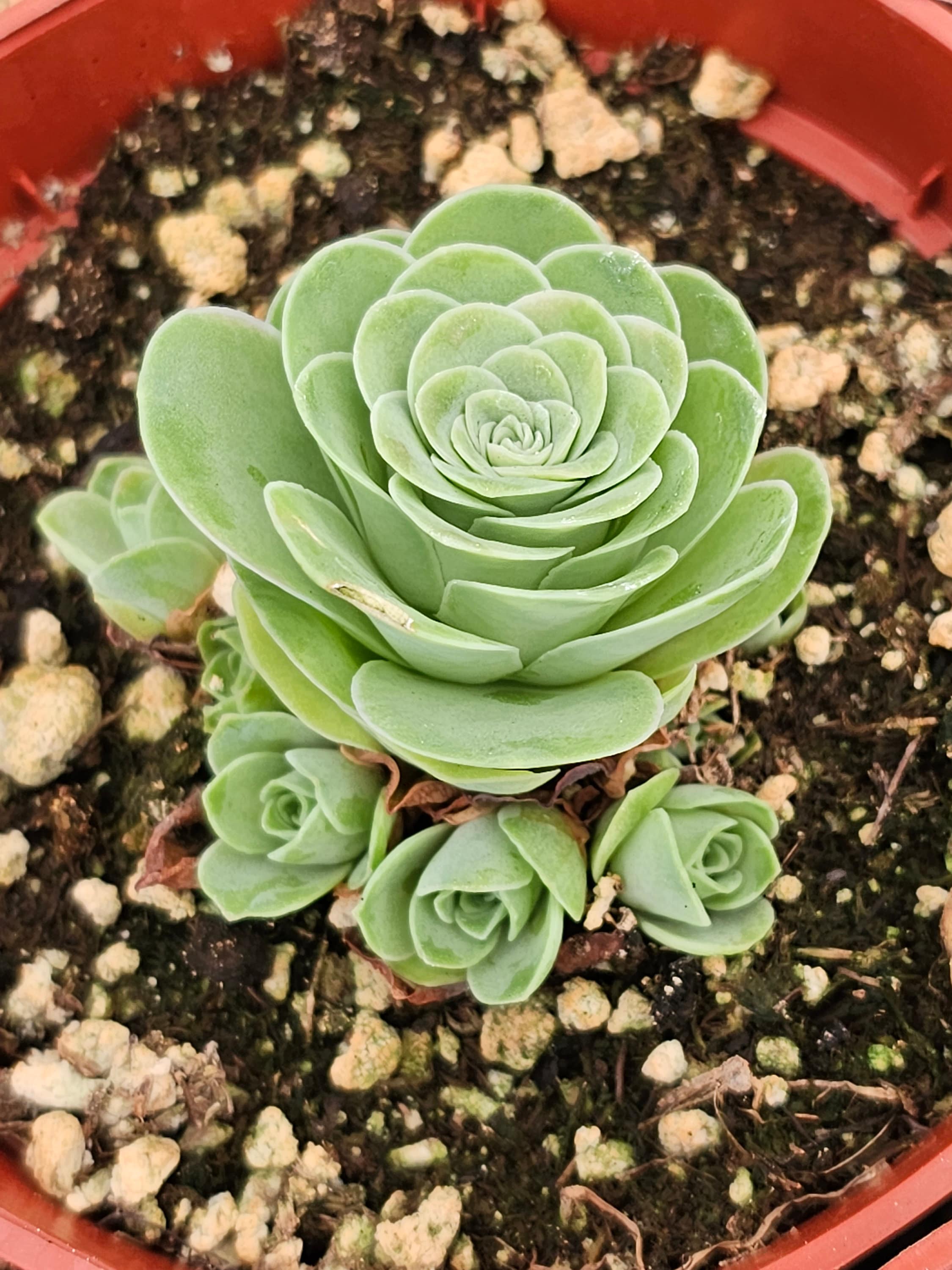 Mountain Rose Rare Succulent Aeonium Greenovia Live - Etsy