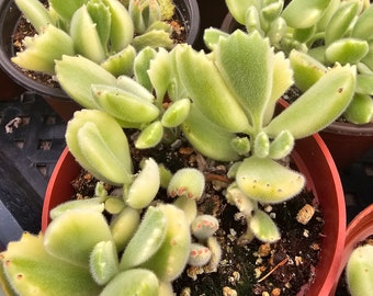 Bear's Paw - Cotyledon Tomentosa - live succulent plant - 2" and 4" - Gift - Desk plant - Indoor Garden Starter