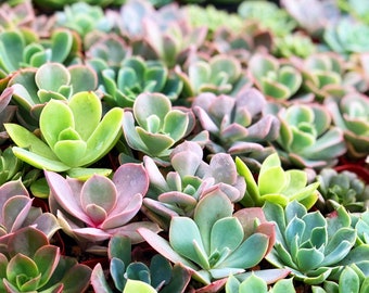20 pack of small succulents | assorted colors | wedding favors | bulk pack | succulent plants | bridal shower baby shower