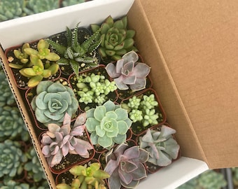 12 pack - 2 inch - Growers Choice succulent variety box - Colorful Echeveria, Rosettes, Aeonium, Sedum, Sempervivum