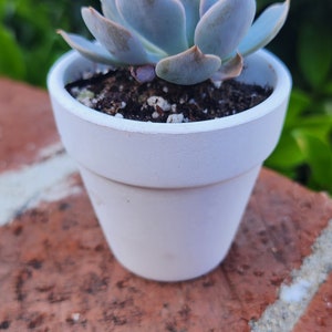 2.5 White Terra Cotta Clay mini pots Perfect for Crafts, Plants, Decor, Wedding favors afbeelding 2
