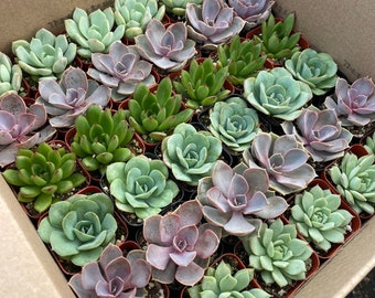 36 pack of small succulents | assorted colors | wedding favors | bulk pack | succulent plants | bridal shower baby shower