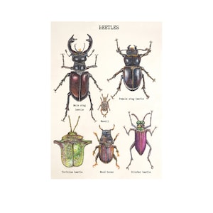 Tarjeta de escarabajo grande, tamaño A5, tarjeta para cualquier ocasión, interior en blanco, tarjeta de felicitación, diseño vintage, diseño de entomología, ¡enmarca después!