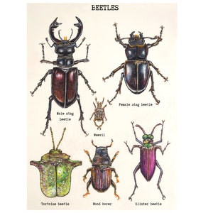 Impresión artística de escarabajo ciervo pintada a mano, diseño vintage, impresión de entomólogo, impresión de insectos, impresión de rarezas y curiosidades, disponible en A5, A4 y A3.
