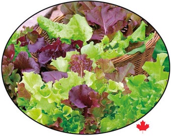 Lettuce Mix/Salad Mix ~3000 seeds. 8 varieties | Cut and come again for fresh salads over and over again.Seed Packet