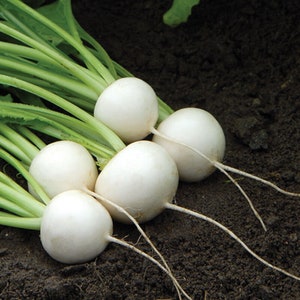 Hakurei Turnip Seeds: Salad Turnip, Fast Growing