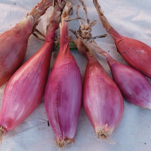May include: A group of seven red onions with long, thin necks and a deep red colour. The onions are arranged in a cluster on a white fabric background.