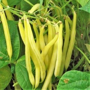 May include: A bunch of yellow string beans hanging from a green vine. The beans are long and slender, and they are arranged in a cluster.