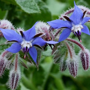 May include: Three blue borage flowers with white centres and dark purple stamens. The flowers are surrounded by fuzzy green buds.