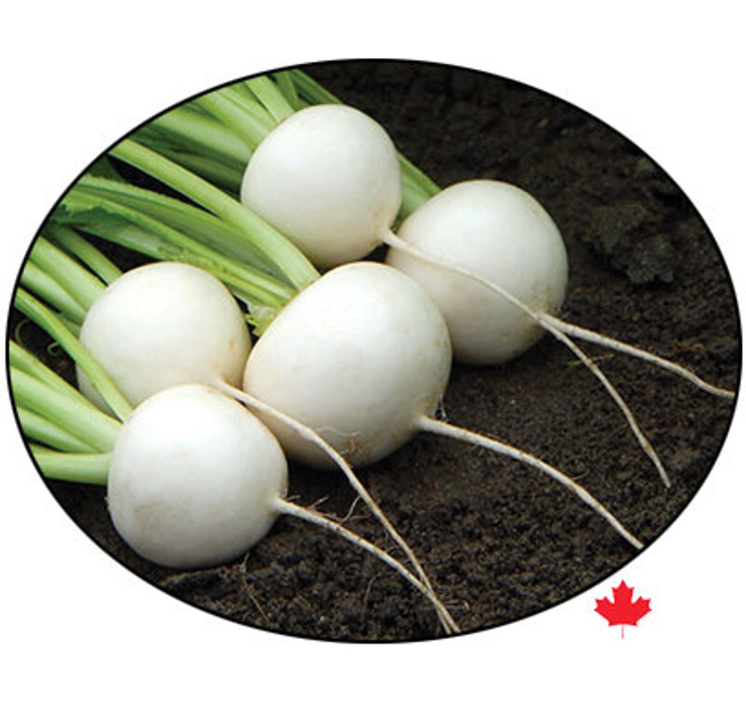 Hakurei Salad Turnip Incredible Taste and Fast Growing. Etsy Canada